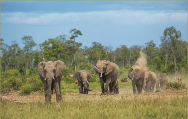 packages-kenya